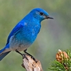 Mountain Bluebird